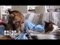毛づくろいする猫と見る猫　～ぽっけ♂＆ぴっち♀～　A cat that looks like a grooming cat　～Picchi＆Pokke～　2014.09.