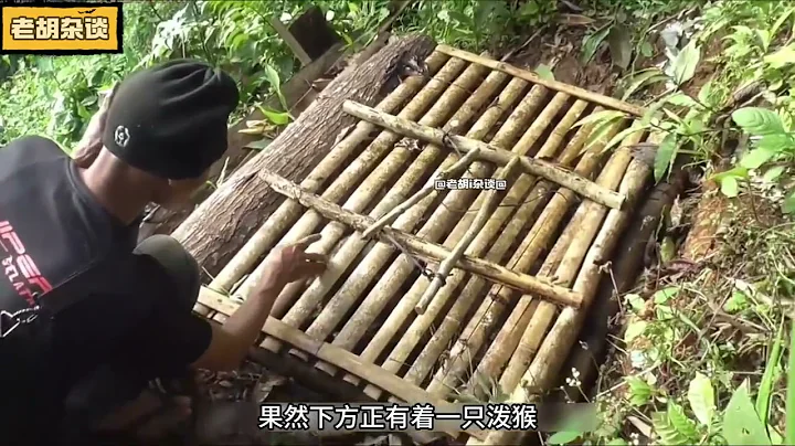 國外猴子泛濫成災破壞果園，果農忍無可忍布下陷阱抓猴子！ - 天天要聞