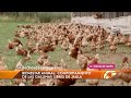 Huevos: ¿Gallinas libres o en jaula? en Bichos de Campo