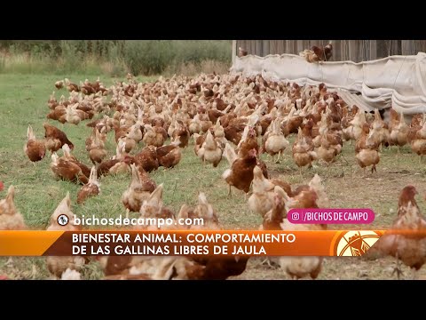 Vídeo: Diferencia Entre Jaula Y Campo Libre