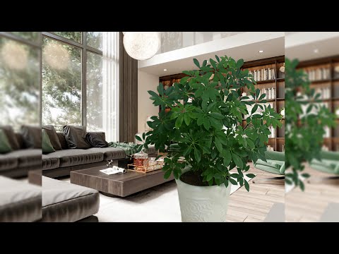 Video Trồng và chăm sóc cây Ngũ gia bì | How to Grow and... - youtube