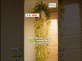 🌿 Air Purifying Plants That Remove 99% of Toxins 🌿