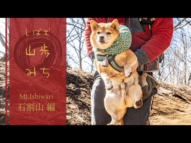 Improve your luck this year at Shiba Inu and Mt. Fuji power spots