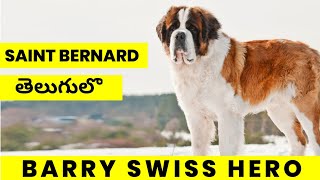 Interesting Saint Bernard Facts You Should Know | Pets TV Telugu