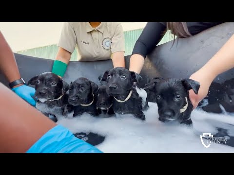 Video: Pet Scoop: Prince Loyal Lab nájde šťastný domov, populárne Puppy Cam robí Comeback