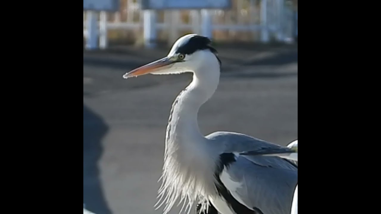 怒髪天に驚く野鳥達 アオサギの鳴き声 Youtube 怒髪天に驚く野鳥達 アオサギの鳴き声 Youtube
