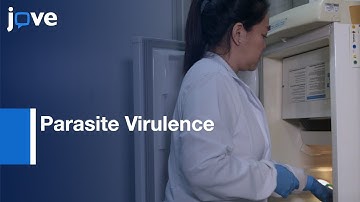 In Vivo infection to Evaulate Parasite Virulence | Protocol Preview