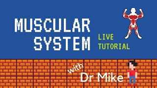 Live Tutorial - Muscular System