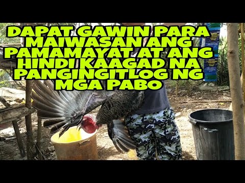 Video: Paano Maghurno Ng Mga Fillet Ng Pabo