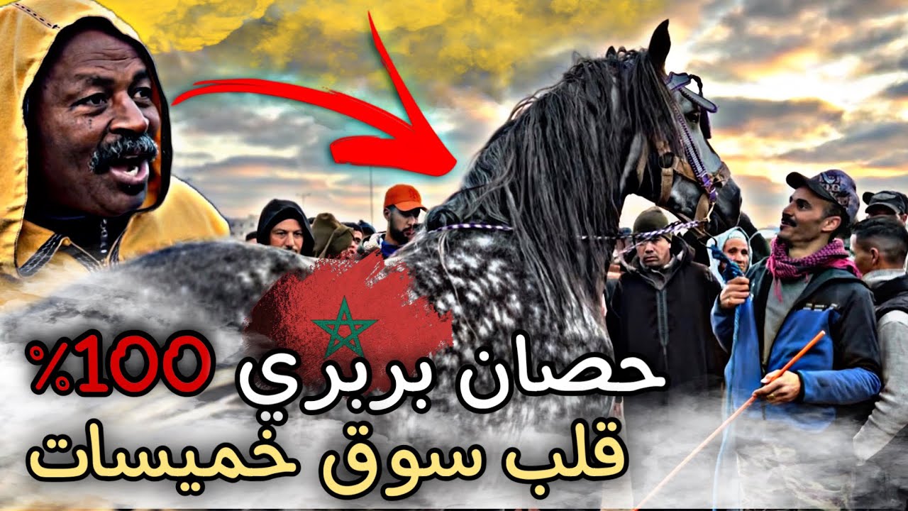 عود بربري بلوريقات في المستوى دار فوضى فالسوق بالجمال ديالوا🚨وهدي هي أثمنة الخيول …