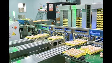 Chicken farm automated egg collection line | Automatic egg collection machine for poultry farming