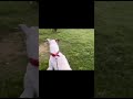 Raddi Jal Gayi Par Bal Nhi Gaya Pitbull Viral Raddi Jal Gayi Par Bal Nhi Gaya Pitbull Viral