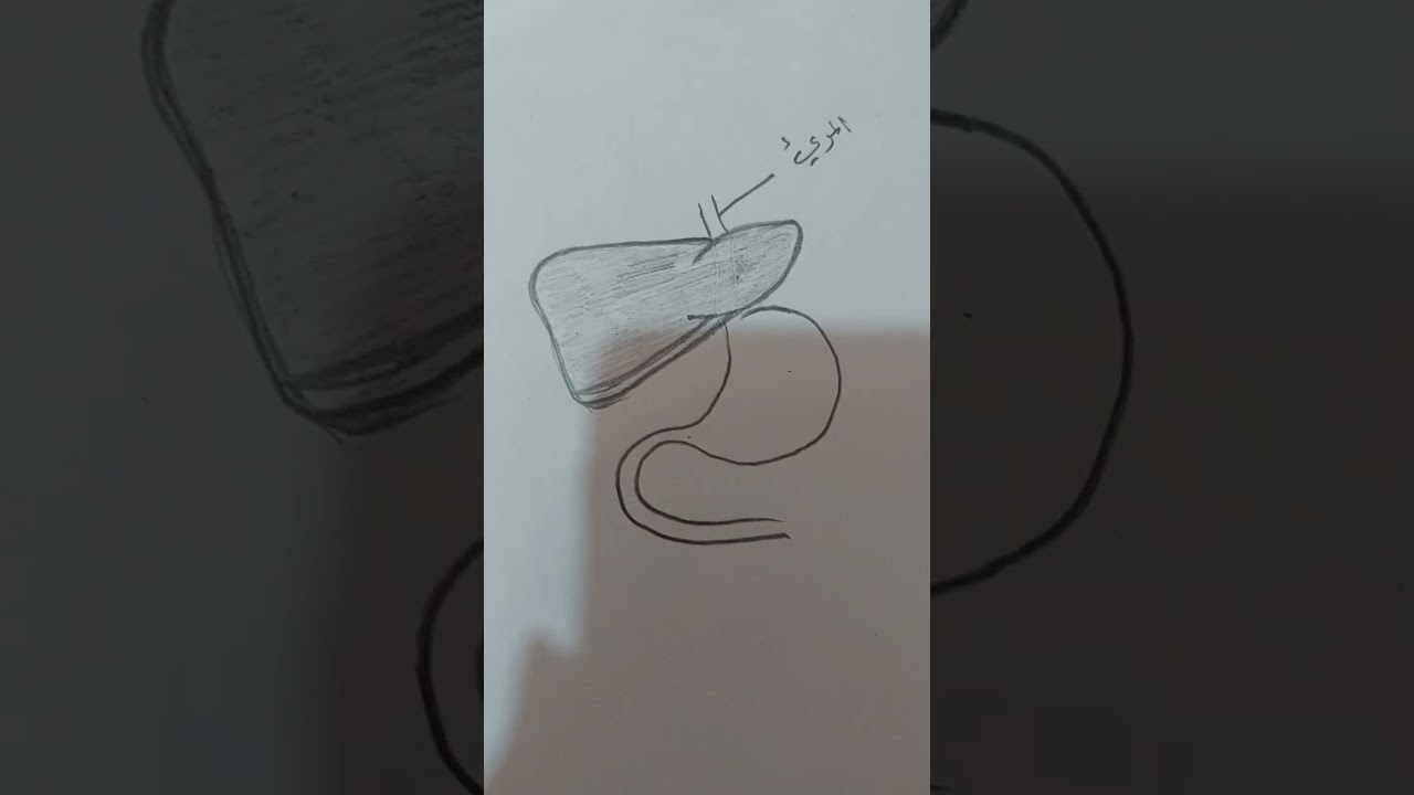 رسمة كبد الانسان شكل 38 صف ثالث متوسط