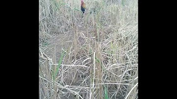 qaib dib qua zoo. gà mồi giọng thổ