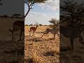 Cheetah Keeps Falling While Chasing Fast Deer 😱 Epic Wildlife Chase #shorts
