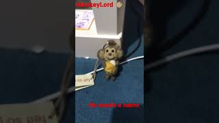 You choose the name|| MonkeyLord|| #hello