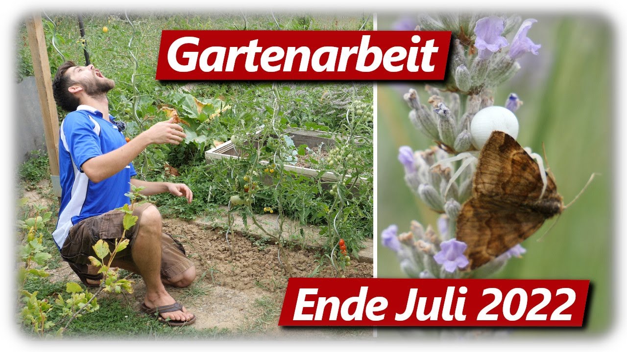 Gartenarbeit Juli 2022 Trockenheit & Erntezeit im Gemüsegarten mit