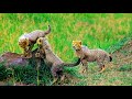 African Wild Aninals افریقہ کے جنگلی جانور Geo Animals TV
