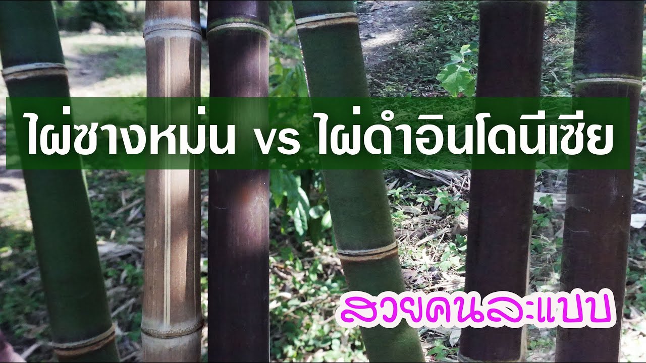 ไผ่ซางหม่น vs ไผ่ดำอินโดนีเซีย  (Java black bamboo ) มาดูกันว่าไผ่ชนิดไหนจะสวยกว่ากัน?