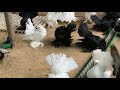 Чёрная Чубатая голубка