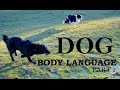 Understanding dog body language  part 2