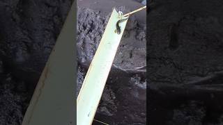 ikan channa limbata,ikan channa auranti,channa asiatica- IKAN CHANNA #shorts #channa #limbata #viral
