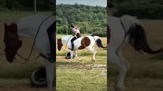  chevaux  obstacles