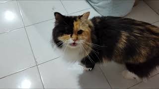 1 JAM NONSTOP SUARA KUCING BETINA BIRAHI PANGGIL JANTAN - PRANK KUCINGMU!