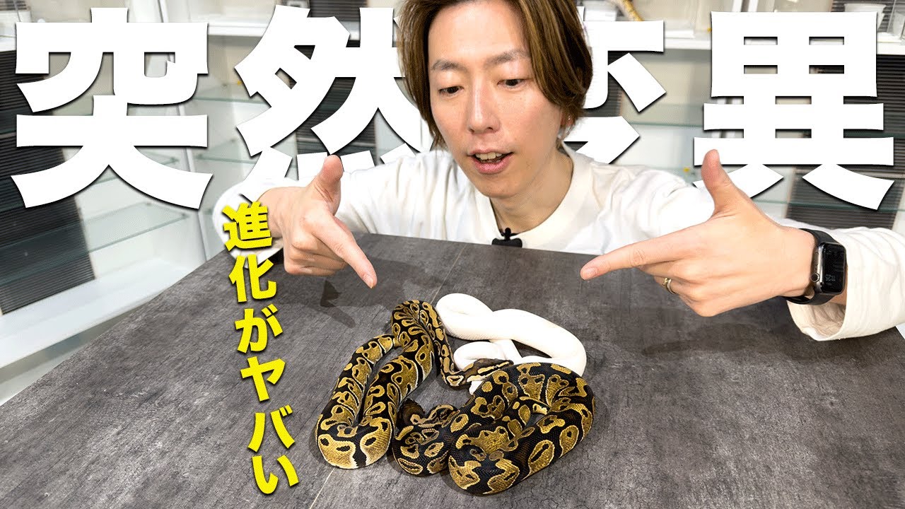 Snake Mutation Wonders - The Ball Python and the Mystery of