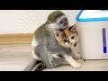 Baby monkey chooses his best friend kitten