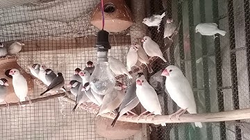 Java Bird Small Colony Video