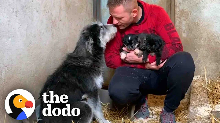 Stray Dog Asks Man To Save Her Babies | The Dodo - DayDayNews