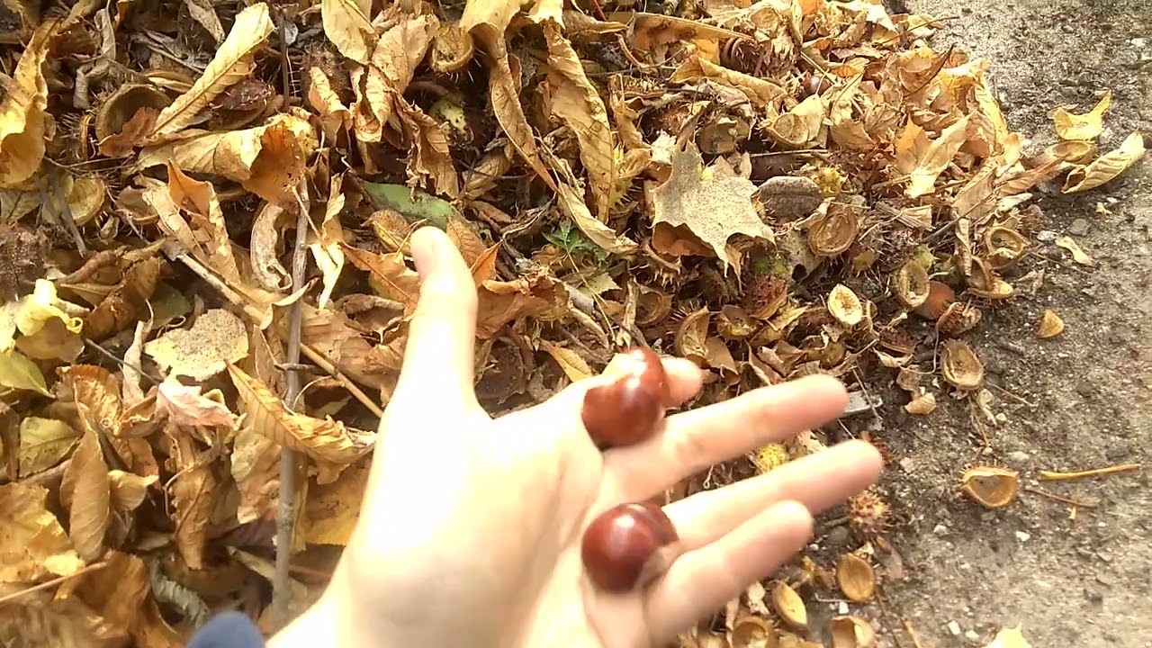 Можно ли есть конский каштан