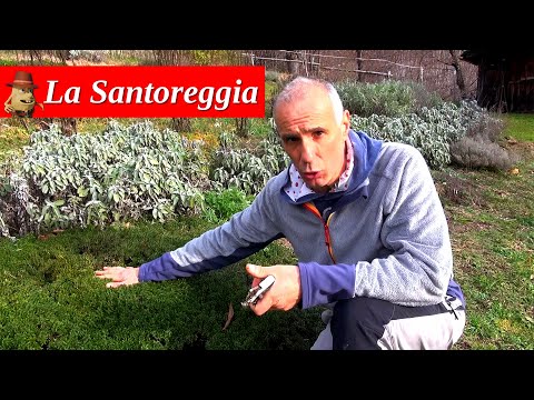 Video: Informazioni su Coltivare Santoreggia