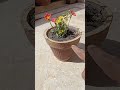 Flowers blooming