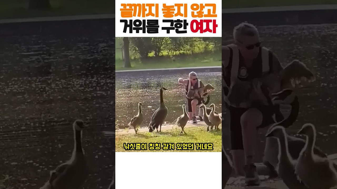 호수가에서 다리에 낚싯줄이 칭칭 감긴 거위를 끝까지 놓지 않고 구조해 낸 감동 실화 ㄷㄷ ㅠㅠ #야생동물구조 #거위 #동물보호 #감동실화 #힐링