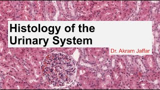 Histology of the urinary system