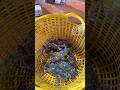 Ghẹ xanh Phú Quốc chắc thịt thơm ngon tuyệt vời - delicious Phu Quoc green crab #shorts #phuquoc