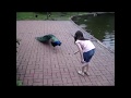 World Beautiful Bird Peacock Scares Girl