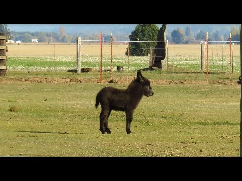 Cute Miniature Baby Donkey かわいいミニチュアドンキーの赤ちゃん Youtube