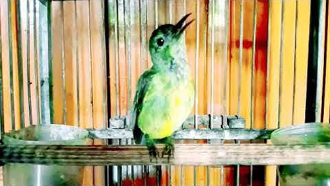 Kolibri manggar TROTOL Gacor full isian BESETAN tajam || Kolibri kelapa gacor