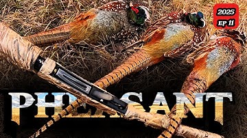 Limit Out Roosters! Epic Pheasant Hunt With A Dog Camera!