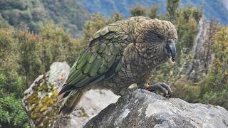 Wild Kea parrots in search of food | Wildlife | Kea | New Zealand Birds | Mountain parrot