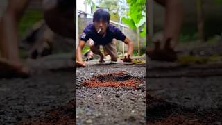 Please Be Quiet Wait For Two Millipedes To Arrive short millipede