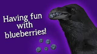 Fable the Raven | Fun with her favourite food!