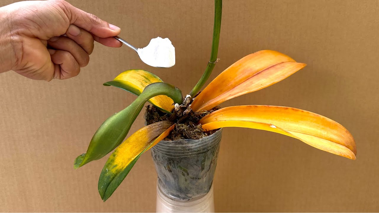 Всего 1 ложка! Орхидея сразу же растёт от корня и цветёт круглый год.