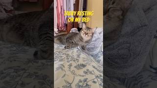 Such a peaceful Tabby cat.