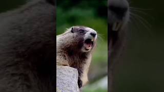 Download Lagu Dadu #o #Dadu #Dadure 🤣🤣🤣#like #comments #share #subscribe #to #are #cennel MP3