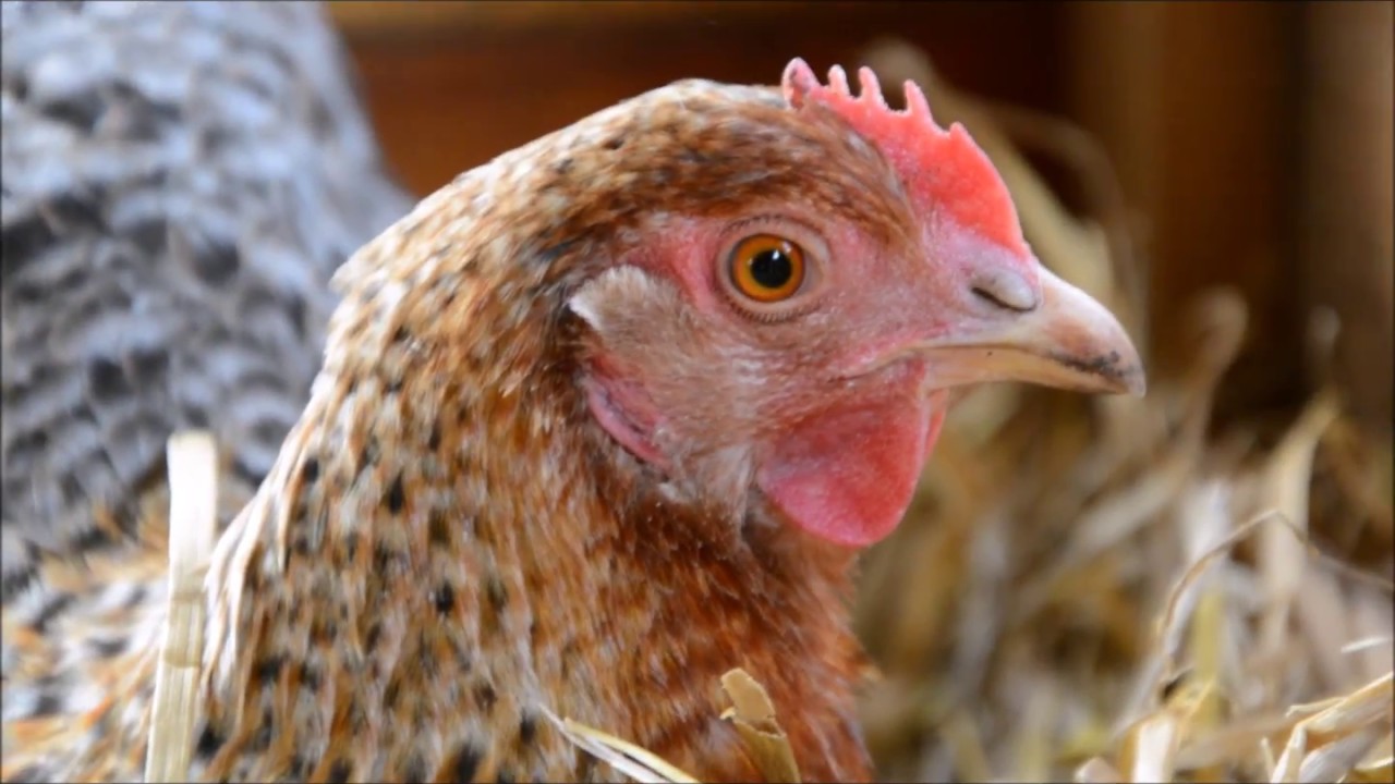 Chicken House YouTube