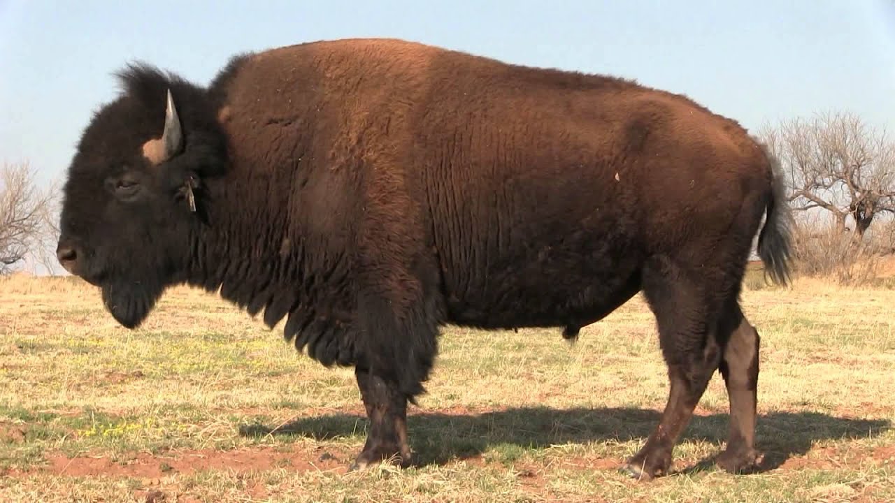 West Texas Wild with Ray Matlack